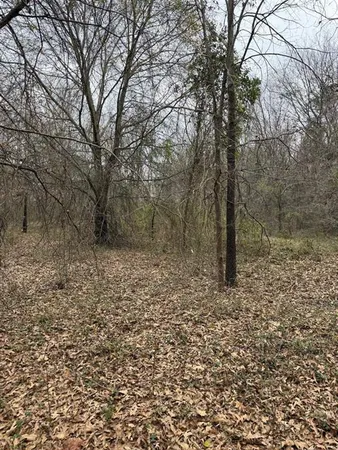 a view of a yard