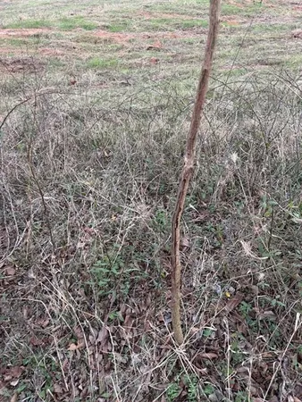 a view of a field
