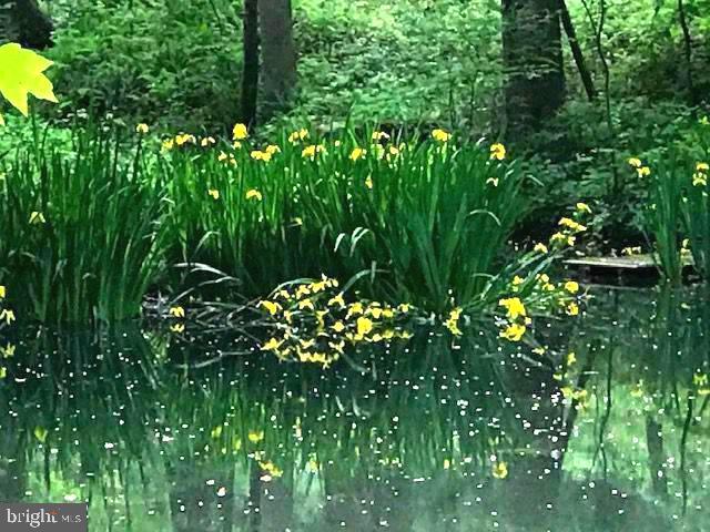 7244 Mink Hollow Road Highland, MD 20777 - Photo 108 of 116 Day lilies in Serenity Pond