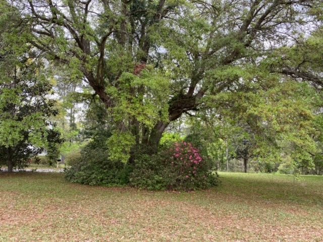 999 Riverview Road Havana, FL 32333 - Photo 7 of 22 Gallery Image 7
