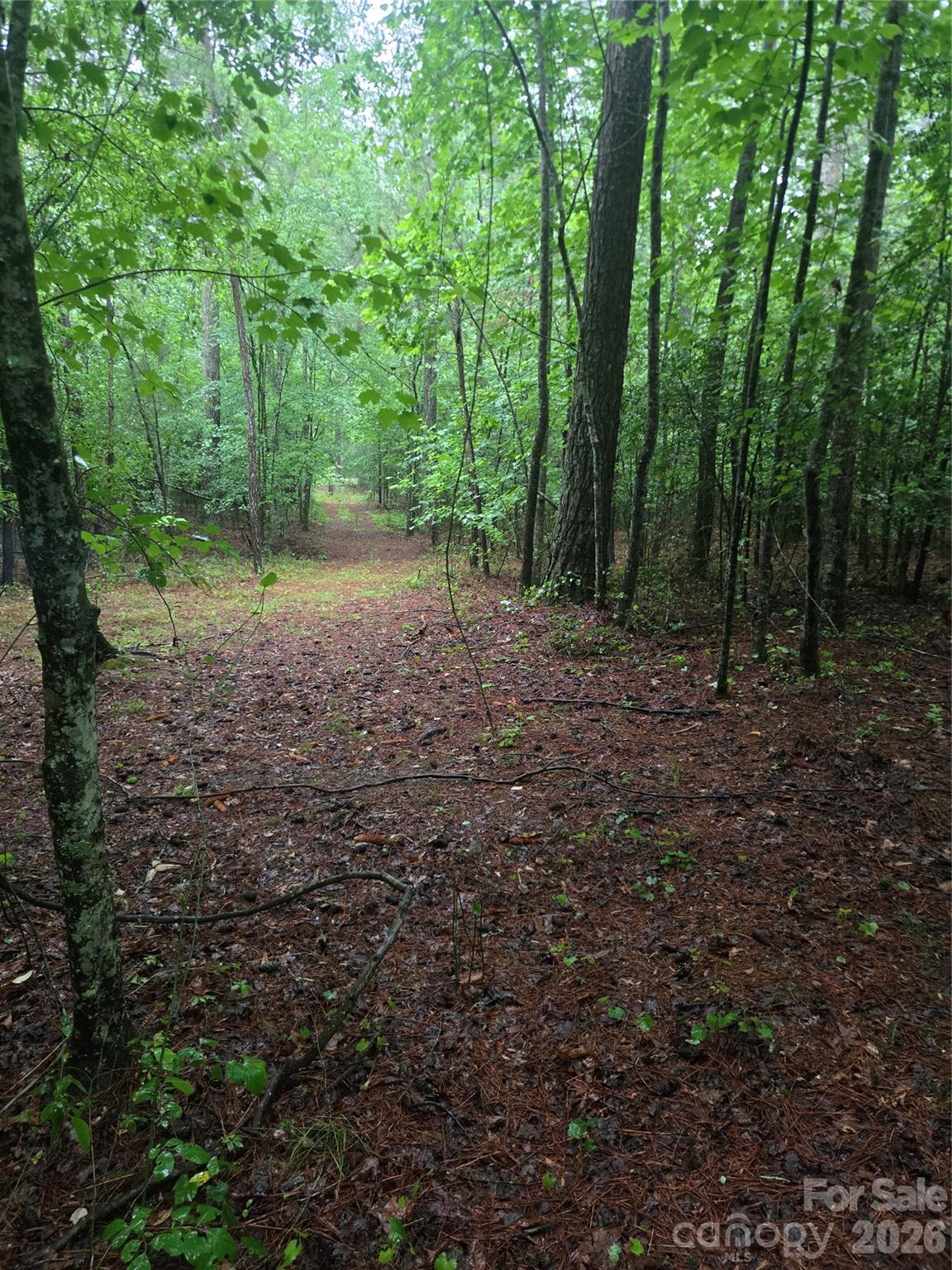 0 Mooresboro Road Mooresboro, NC 28114 - Photo 5 of 17 a view of a forest with trees in the background