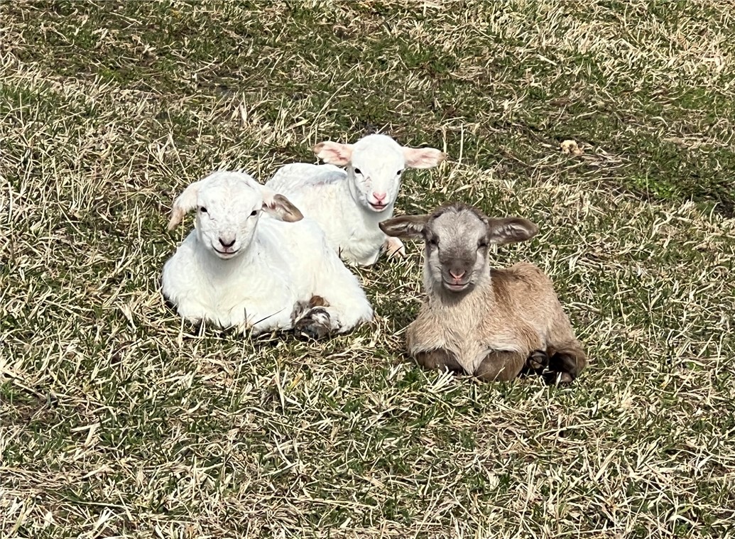 665 Oconee Creek Road Walhalla, SC 29691 - Photo 47 of 50