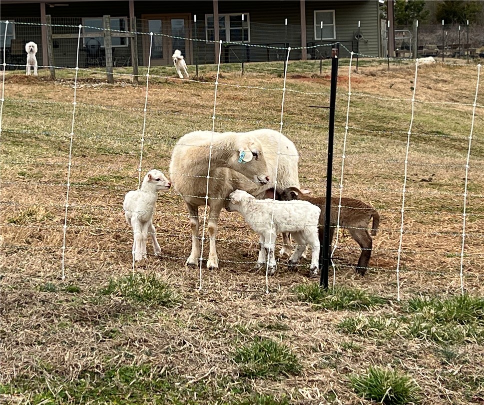 665 Oconee Creek Road Walhalla, SC 29691 - Photo 48 of 50