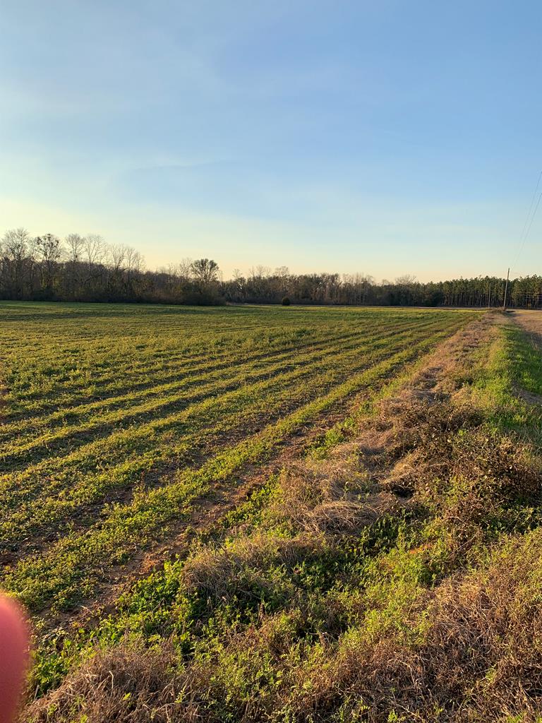0 South Rambo Mill Road Cottonwood, AL 36320 - Photo 15 of 18