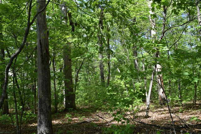 5.05-ac Reece Road Chuckey, TN 37641 - Photo 2 of 24 DSC_0884