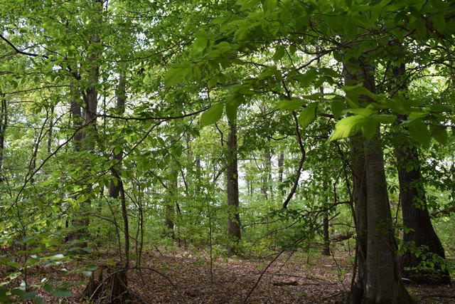 5.05-ac Reece Road Chuckey, TN 37641 - Photo 11 of 24 DSC_0893