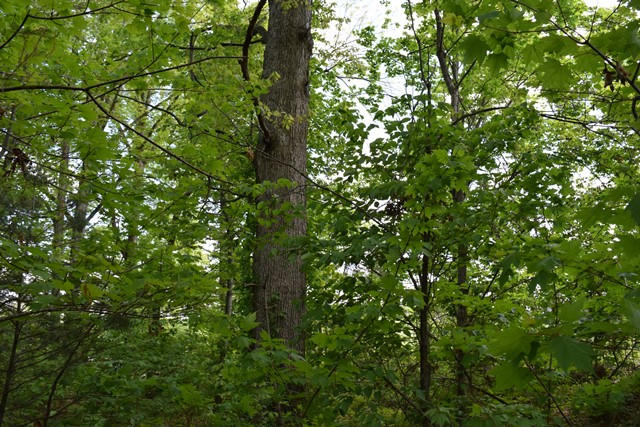 5.05-ac Reece Road Chuckey, TN 37641 - Photo 12 of 24 DSC_0894