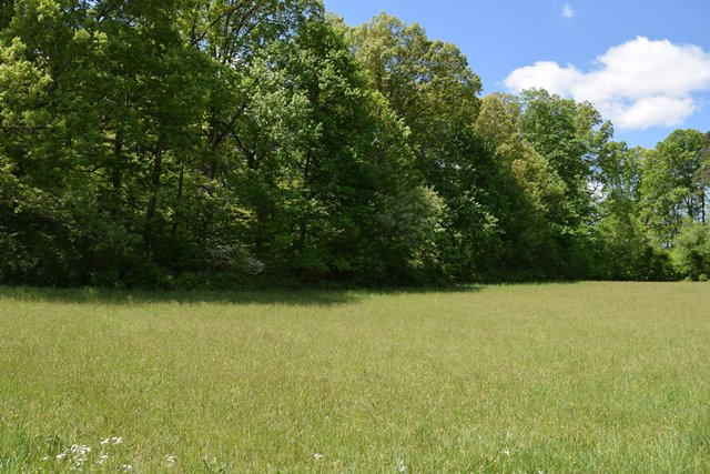 5.05-ac Reece Road Chuckey, TN 37641 - Photo 16 of 24 DSC_0898