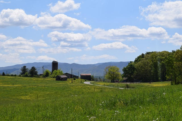 5.05-ac Reece Road Chuckey, TN 37641 - Photo 18 of 24 DSC_0900