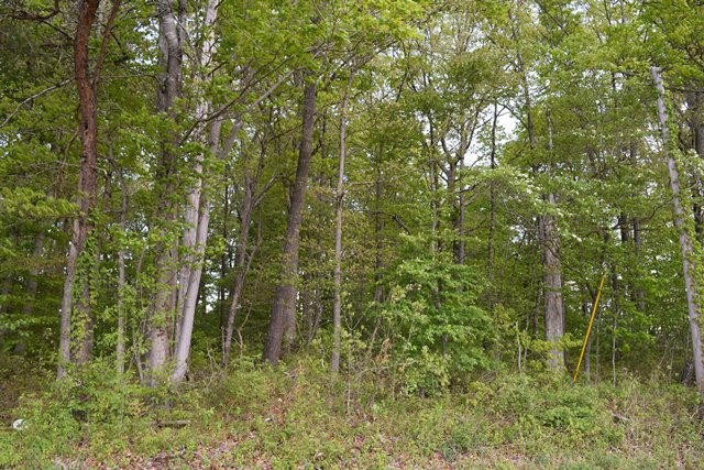 5.05-ac Reece Road Chuckey, TN 37641 - Photo 20 of 24 DSC_0902