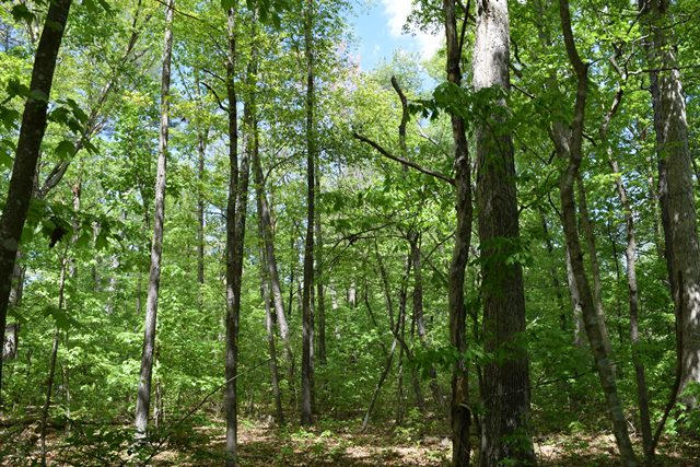5.05-ac Reece Road Chuckey, TN 37641 - Photo 3 of 24 DSC_0885