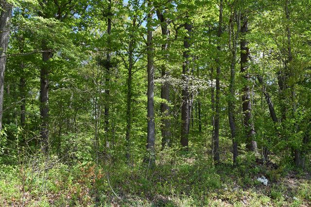 5.05-ac Reece Road Chuckey, TN 37641 - Photo 24 of 24 DSC_0906