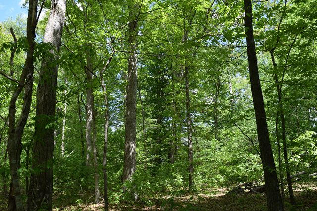 5.05-ac Reece Road Chuckey, TN 37641 - Photo 4 of 24 DSC_0886