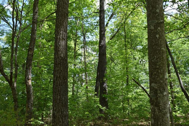 5.05-ac Reece Road Chuckey, TN 37641 - Photo 5 of 24 DSC_0887