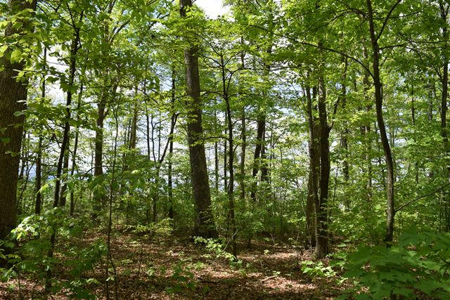 5.05-ac Reece Road Chuckey, TN 37641 - Photo 6 of 24 DSC_0888