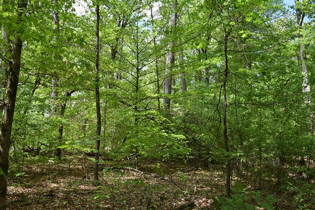 5.05-ac Reece Road Chuckey, TN 37641 - Photo 7 of 24 DSC_0889