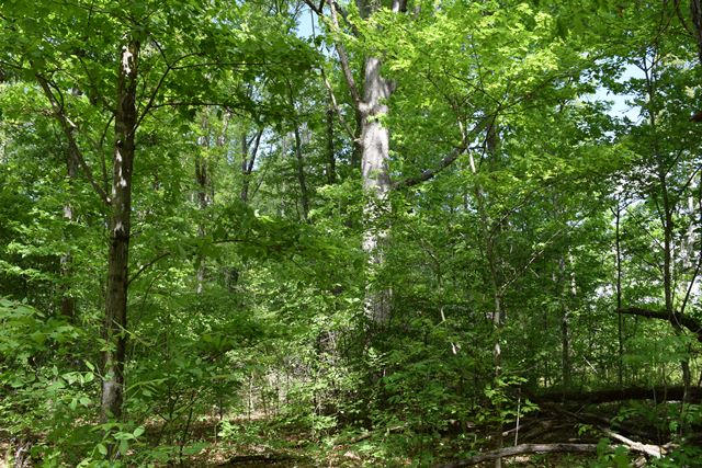 5.05-ac Reece Road Chuckey, TN 37641 - Photo 8 of 24 DSC_0890