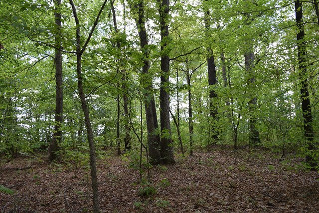 5.05-ac Reece Road Chuckey, TN 37641 - Photo 9 of 24 DSC_0891