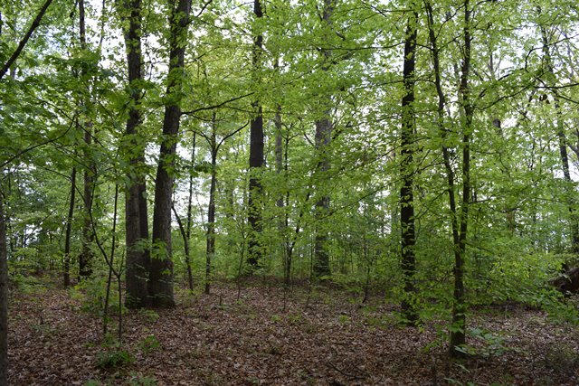 5.05-ac Reece Road Chuckey, TN 37641 - Photo 10 of 24 DSC_0892