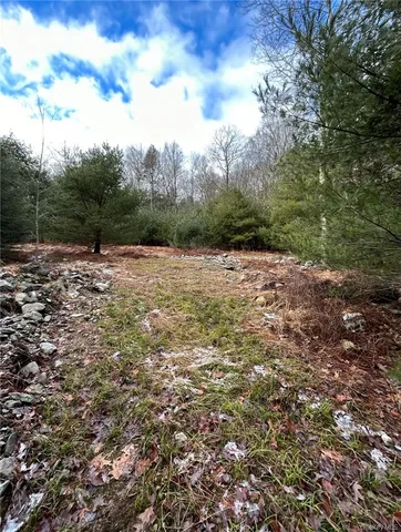 a view of a forest filled with trees