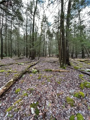 a view of a garden with plants