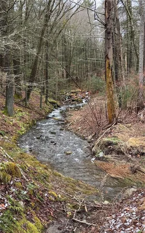 a view of a forest filled with trees