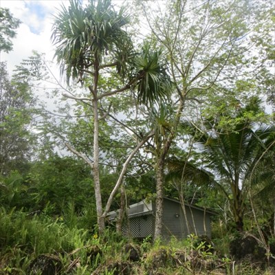 14-3416 Ginger Road Pahoa, HI 96778 - Photo 8 of 8 Gallery Image 8