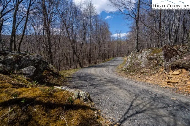 a view of a yard with plants and large trees