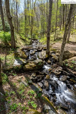 a view of a lush green forest