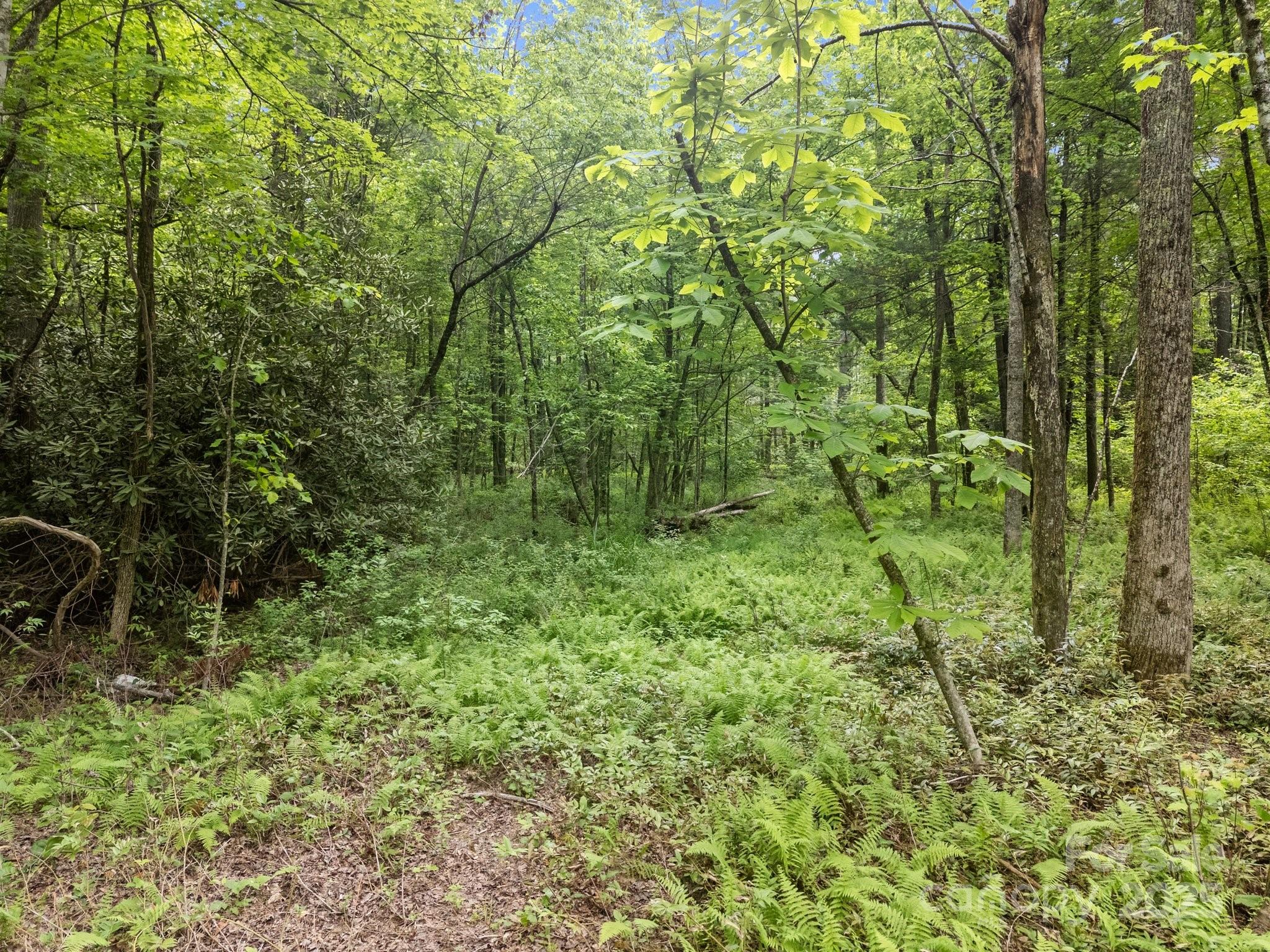 0 Red Fox Lane, Unit 19 Flat Rock, NC 28731 - Photo 11 of 24 a view of a lush green forest