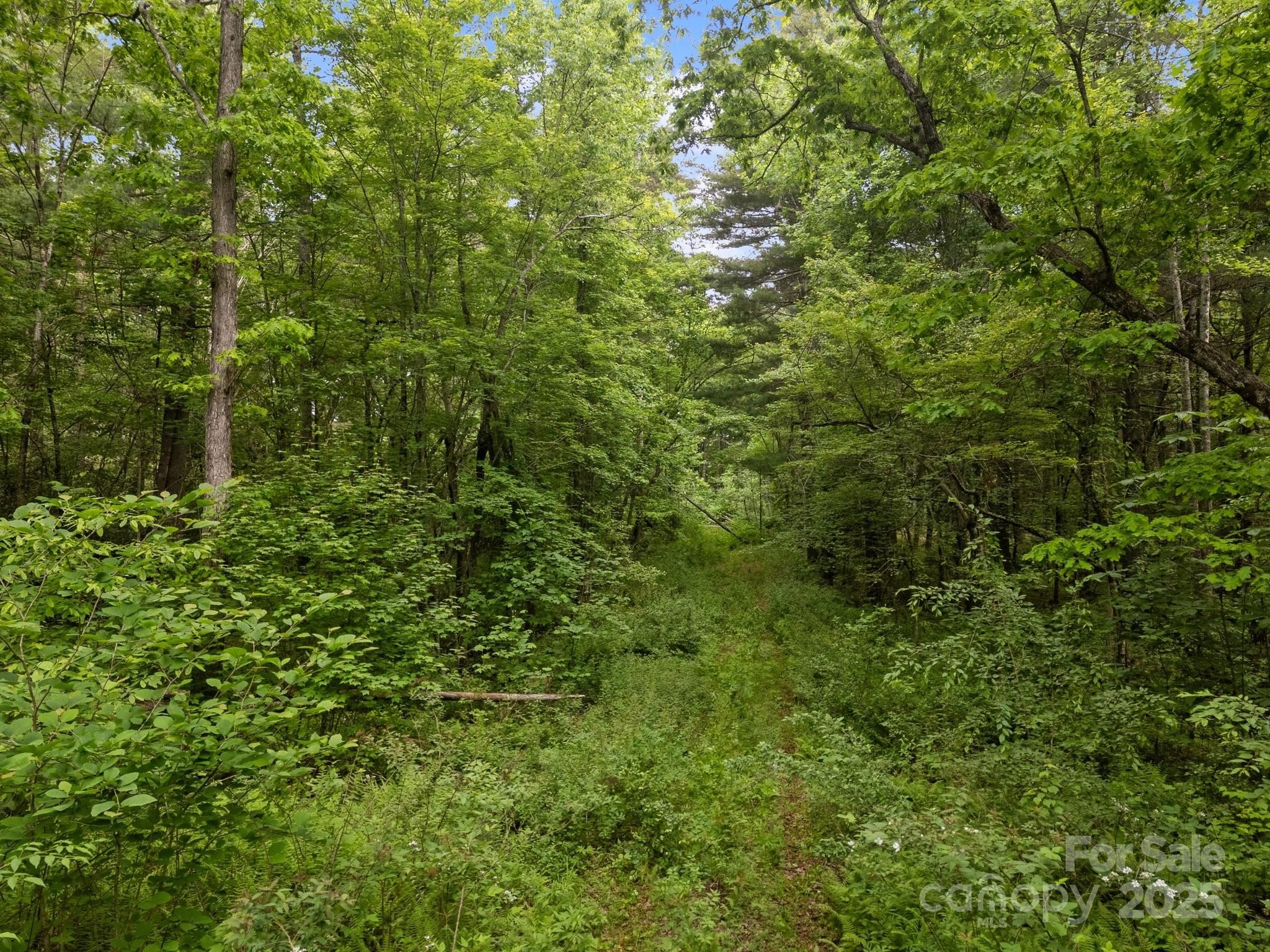 0 Red Fox Lane, Unit 19 Flat Rock, NC 28731 - Photo 13 of 24 a view of a lush green forest
