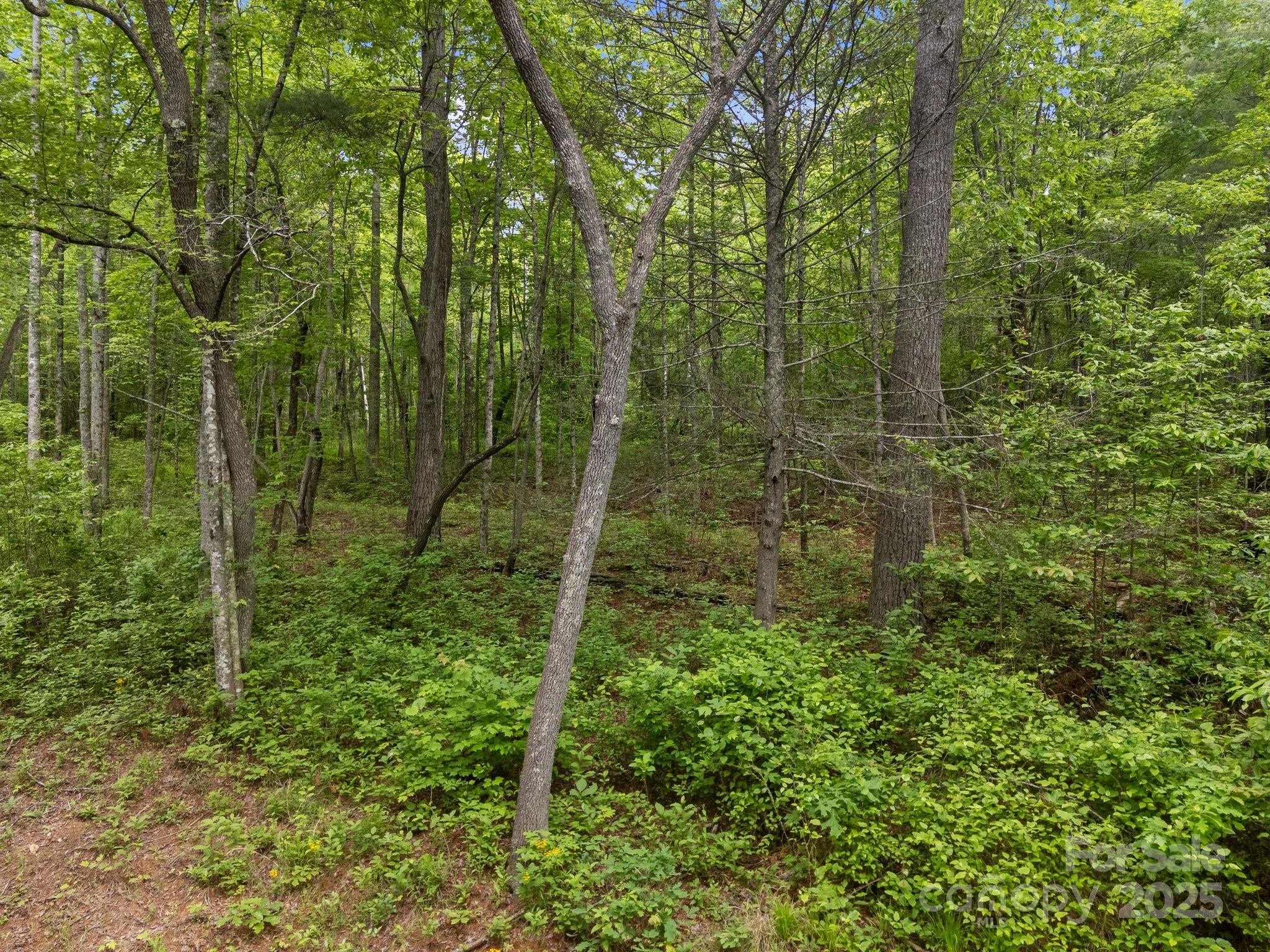 0 Red Fox Lane, Unit 19 Flat Rock, NC 28731 - Photo 16 of 24 a view of a forest with trees