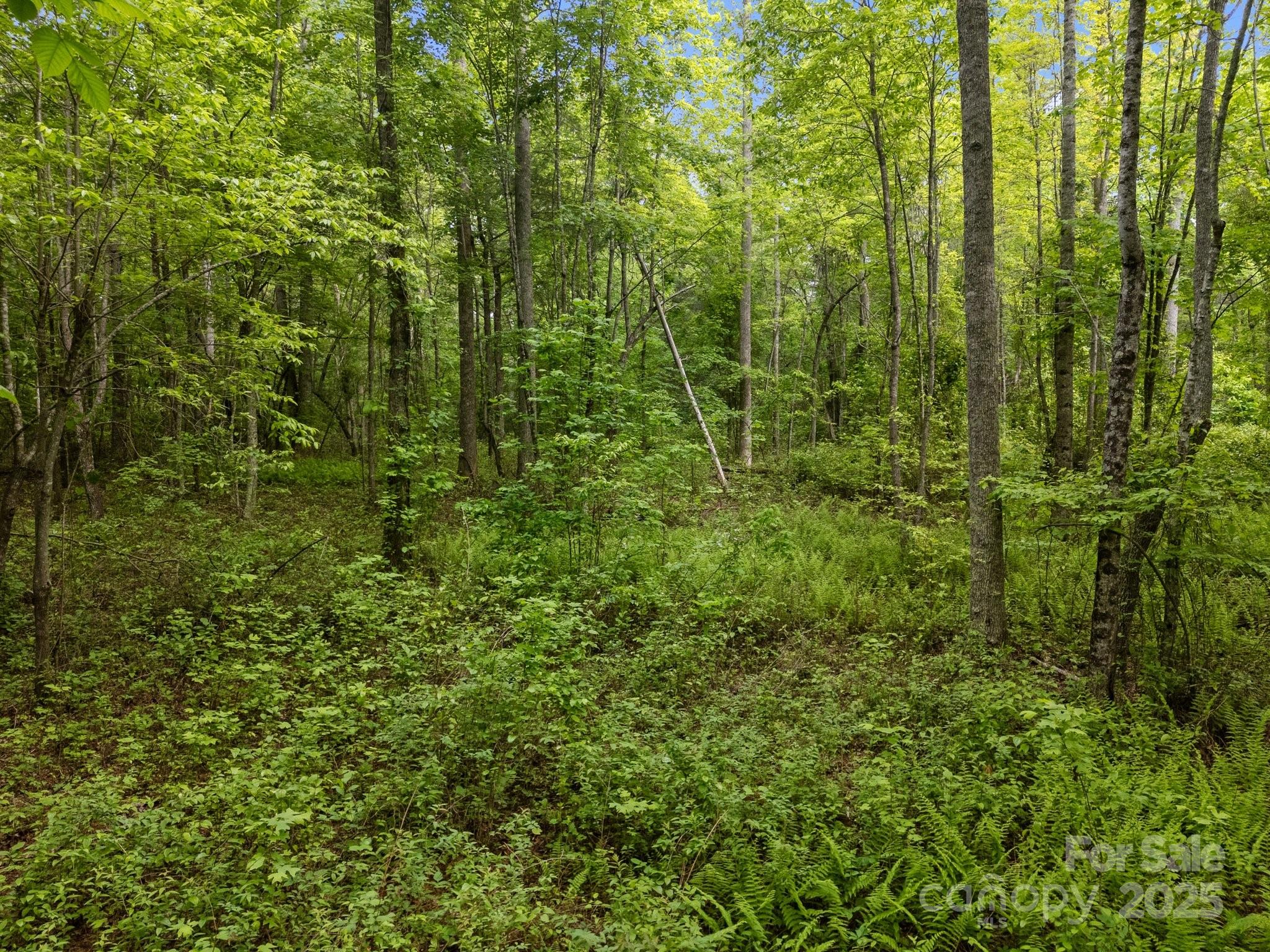 0 Red Fox Lane, Unit 19 Flat Rock, NC 28731 - Photo 18 of 24 a view of a lush green forest