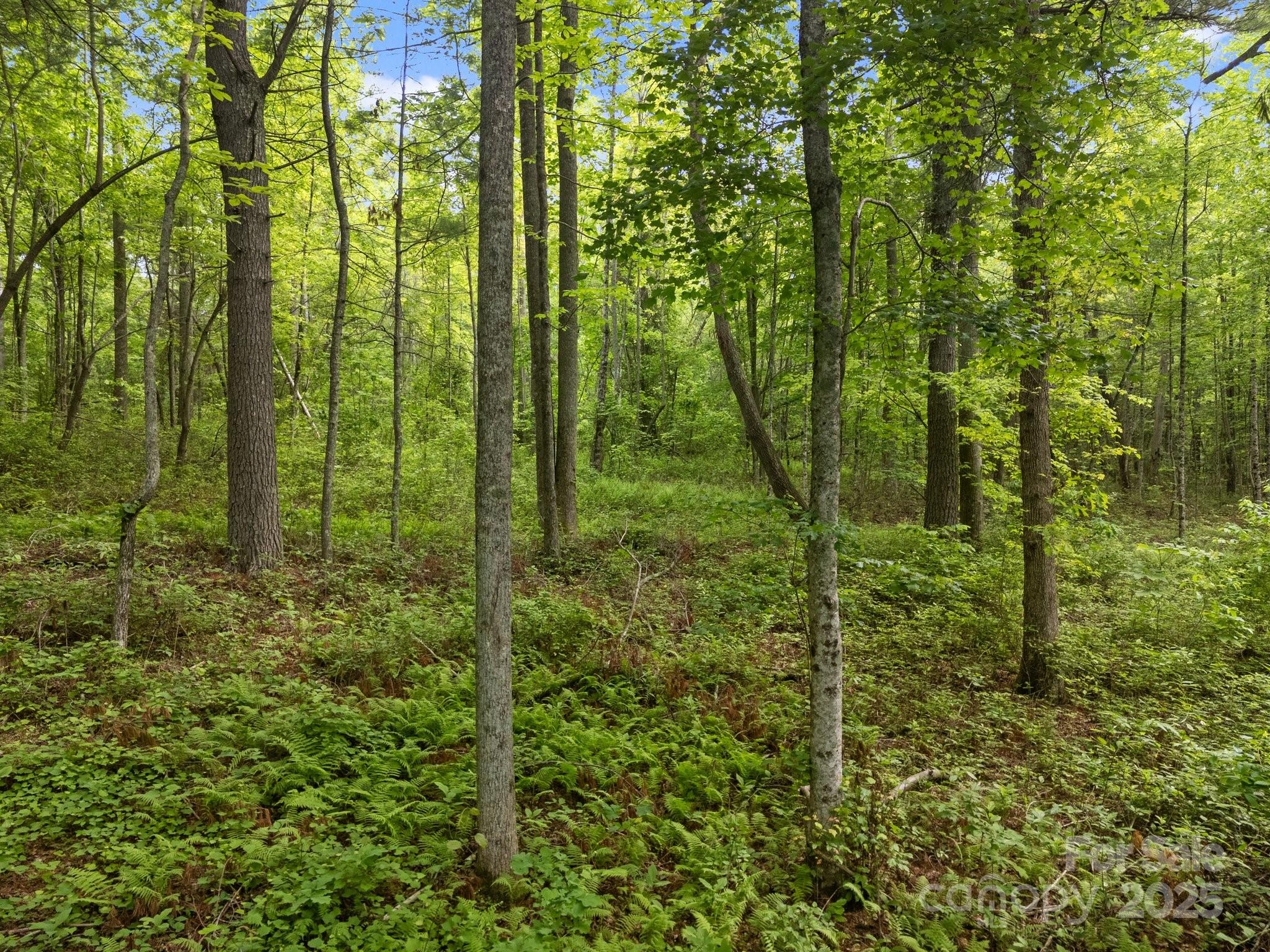 0 Red Fox Lane, Unit 19 Flat Rock, NC 28731 - Photo 21 of 24 a view of outdoor space and trees