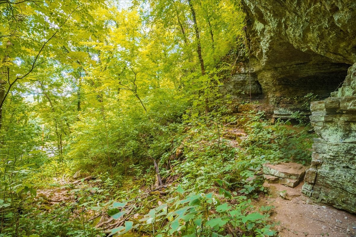 0 Burks Hollow Road Christiana, TN 37037 - Photo 6 of 12 a view of a yard