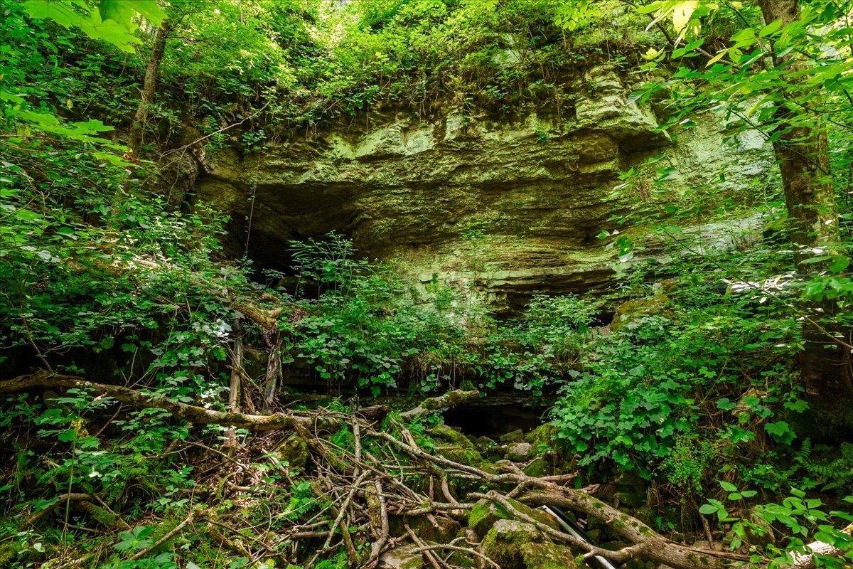 0 Burks Hollow Road Christiana, TN 37037 - Photo 7 of 12 a plant view in yard