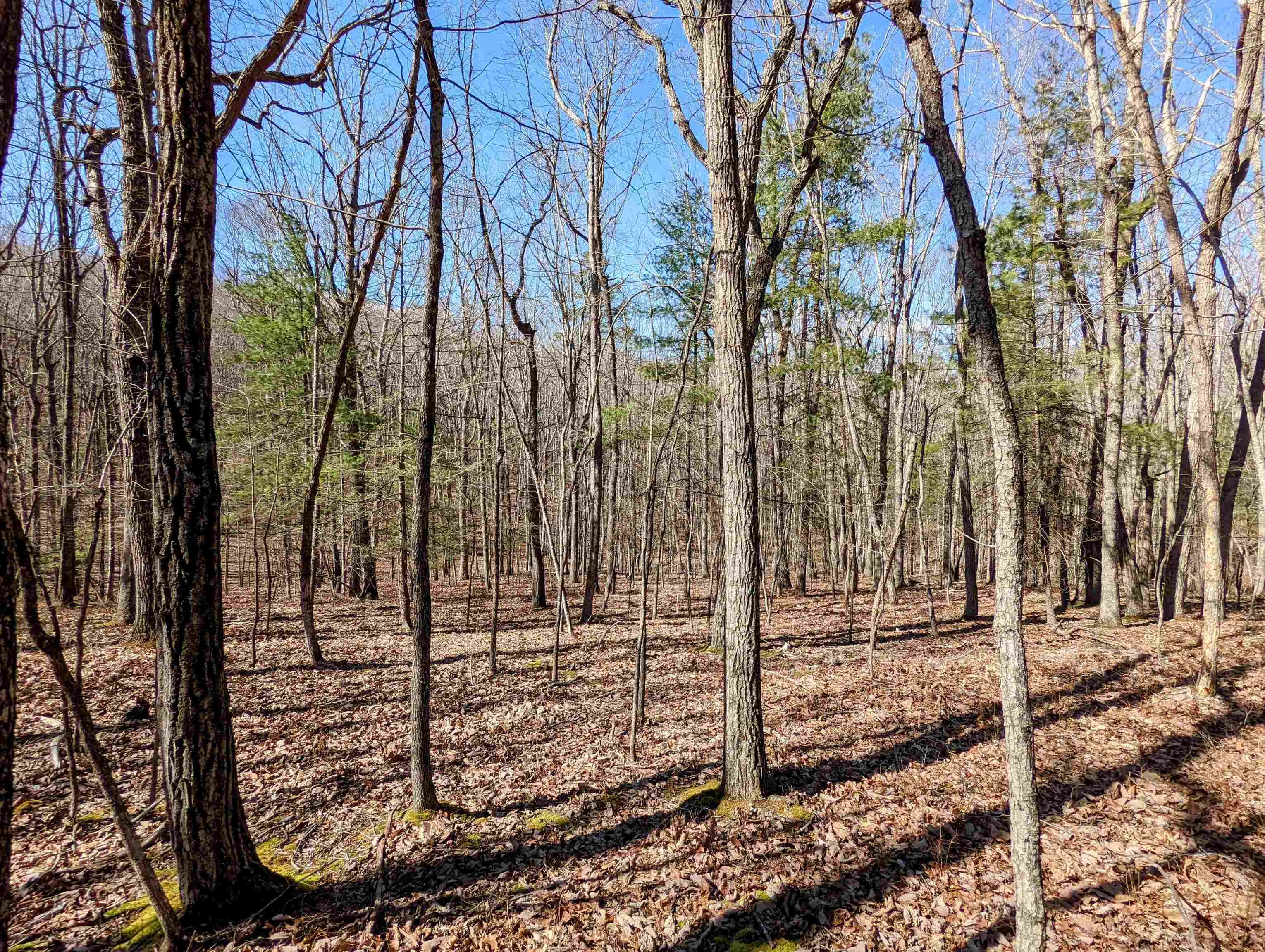 Tbd Pres Jackson Road Max Meadows, VA 24360 - Photo 2 of 12 Gallery Image 2