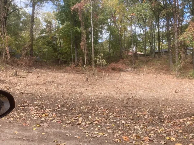 a view of a forest with trees
