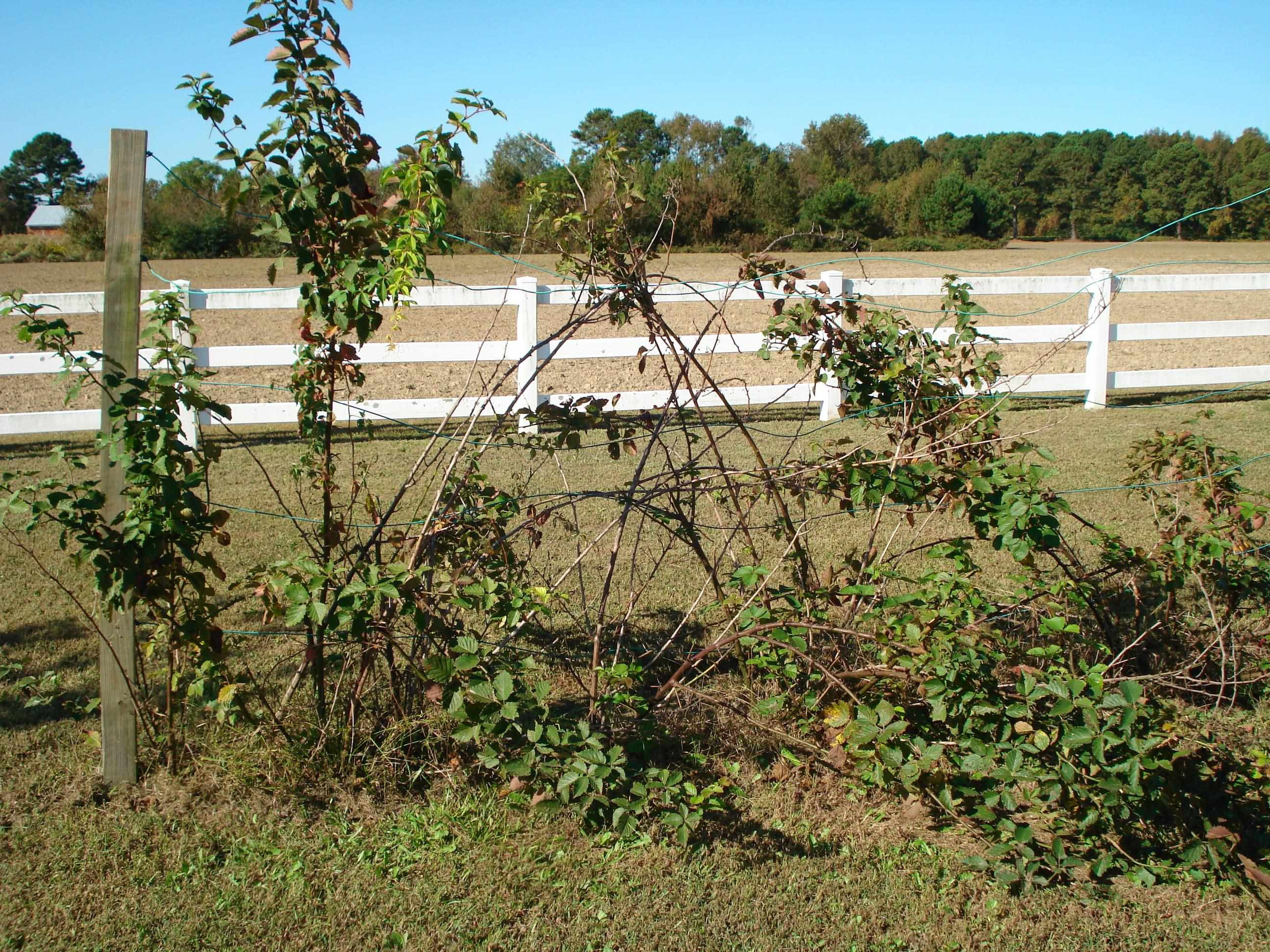 715 Stewart Road Dunn, NC 28334 - Photo 100 of 100 Photo 100