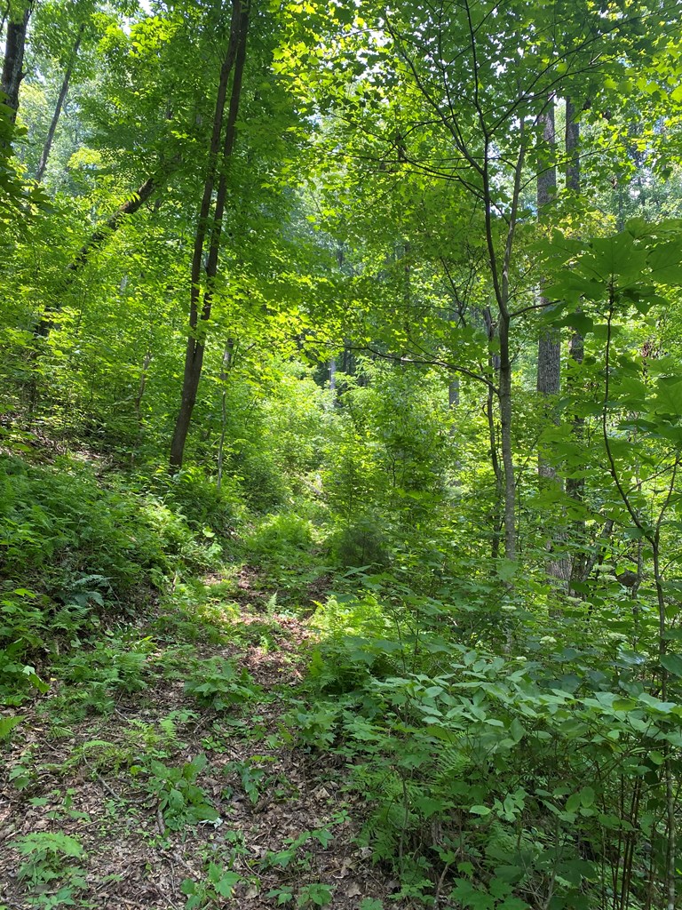 L336 Brushy Top Road Ellijay, GA 30540 - Photo 7 of 15 Gallery Image 7
