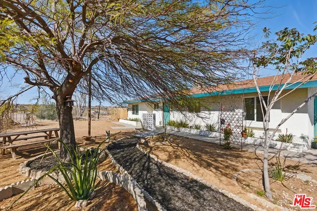 a view of a yard with plants and large tree