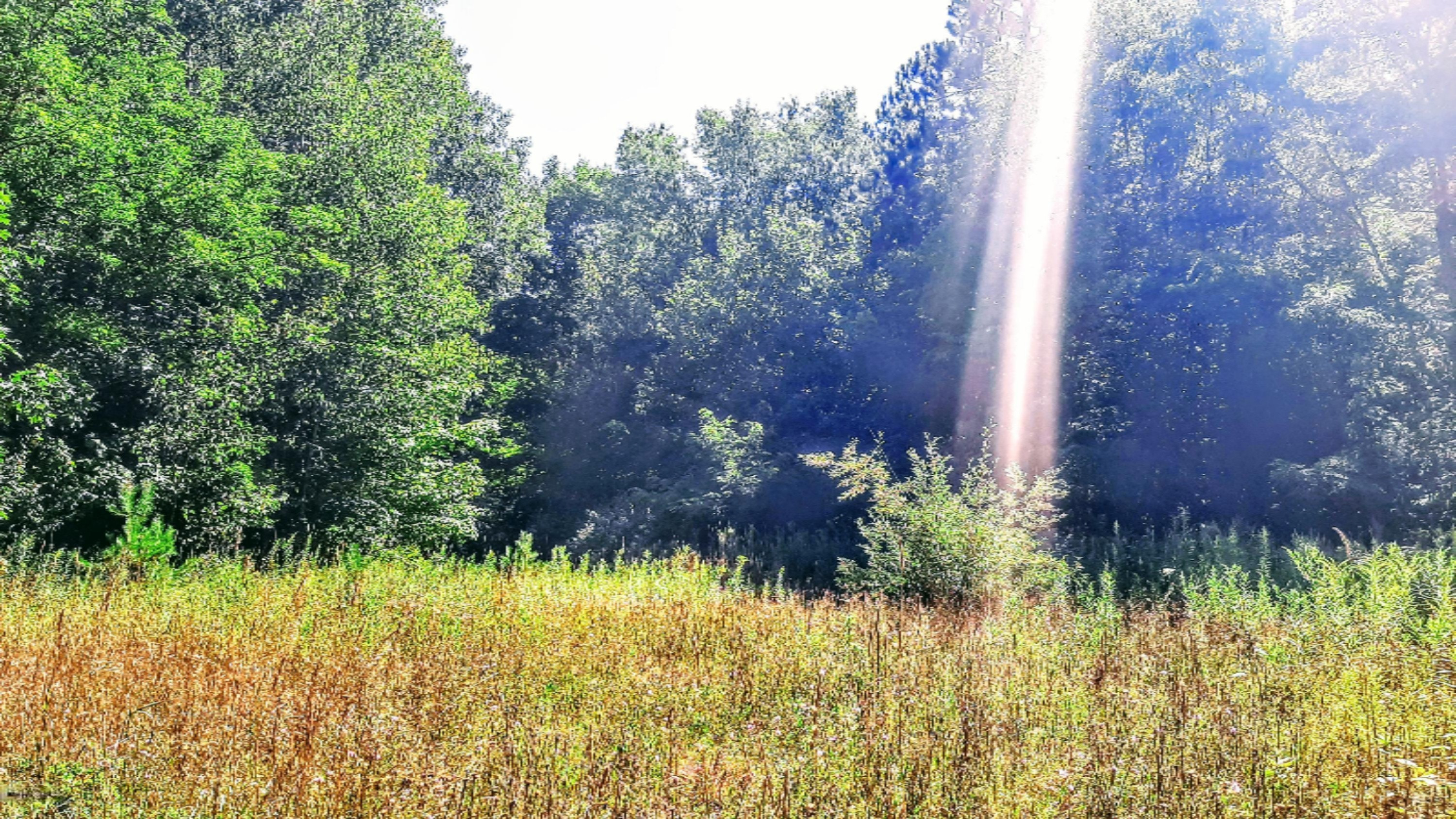 30 acres w Clear Building Site