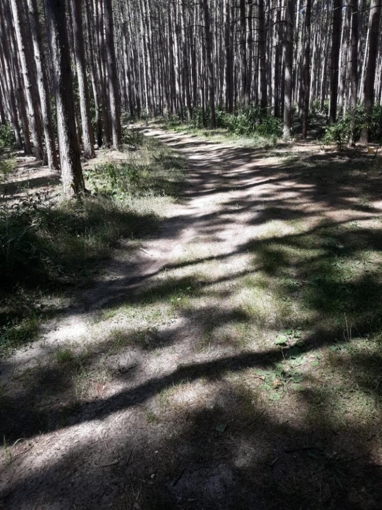 30-acres Spruce Ridge Road Bear Lake, MI 49614 - Photo 12 of 42 Trailways