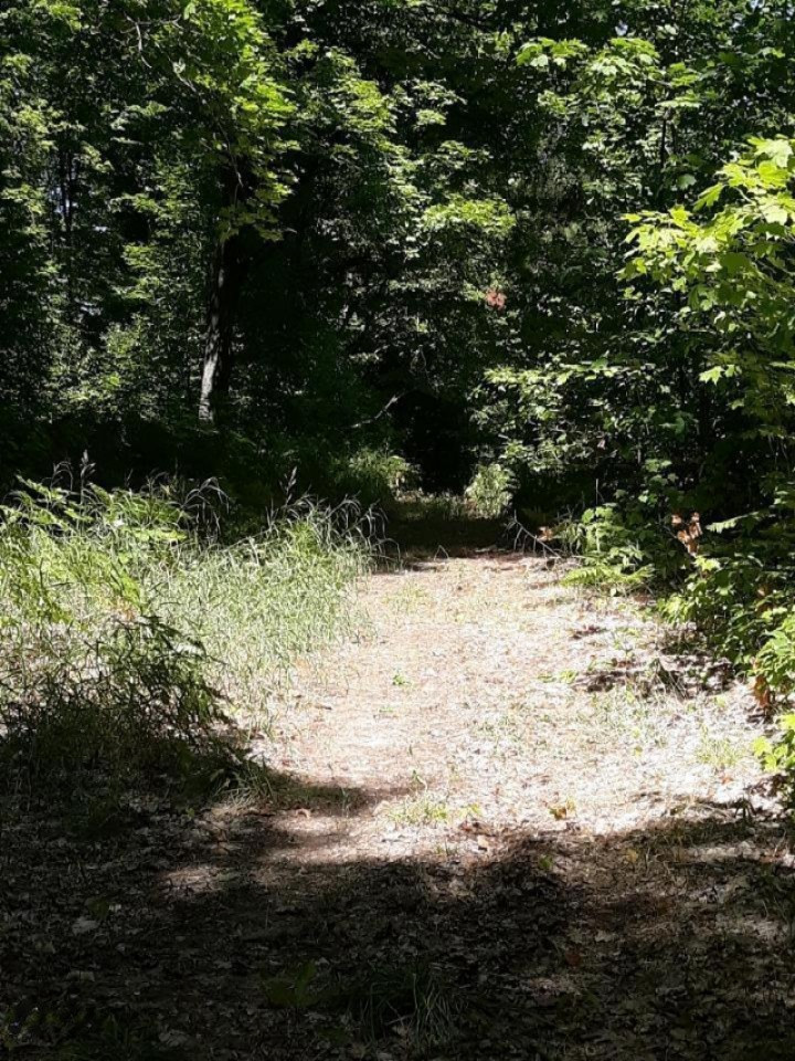30-acres Spruce Ridge Road Bear Lake, MI 49614 - Photo 15 of 42 Paths