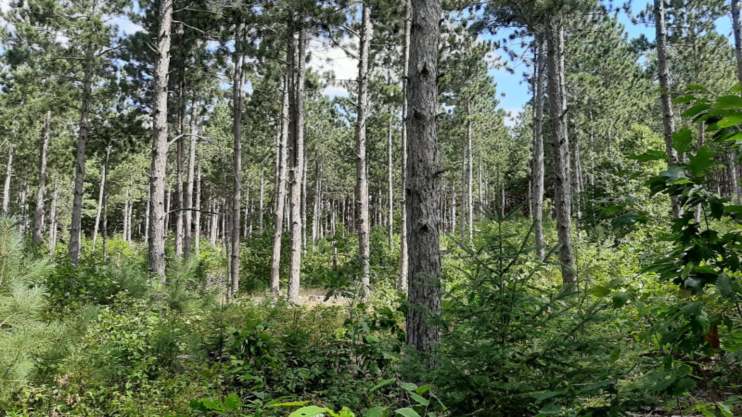 30-acres Spruce Ridge Road Bear Lake, MI 49614 - Photo 20 of 42 20200819_121226
