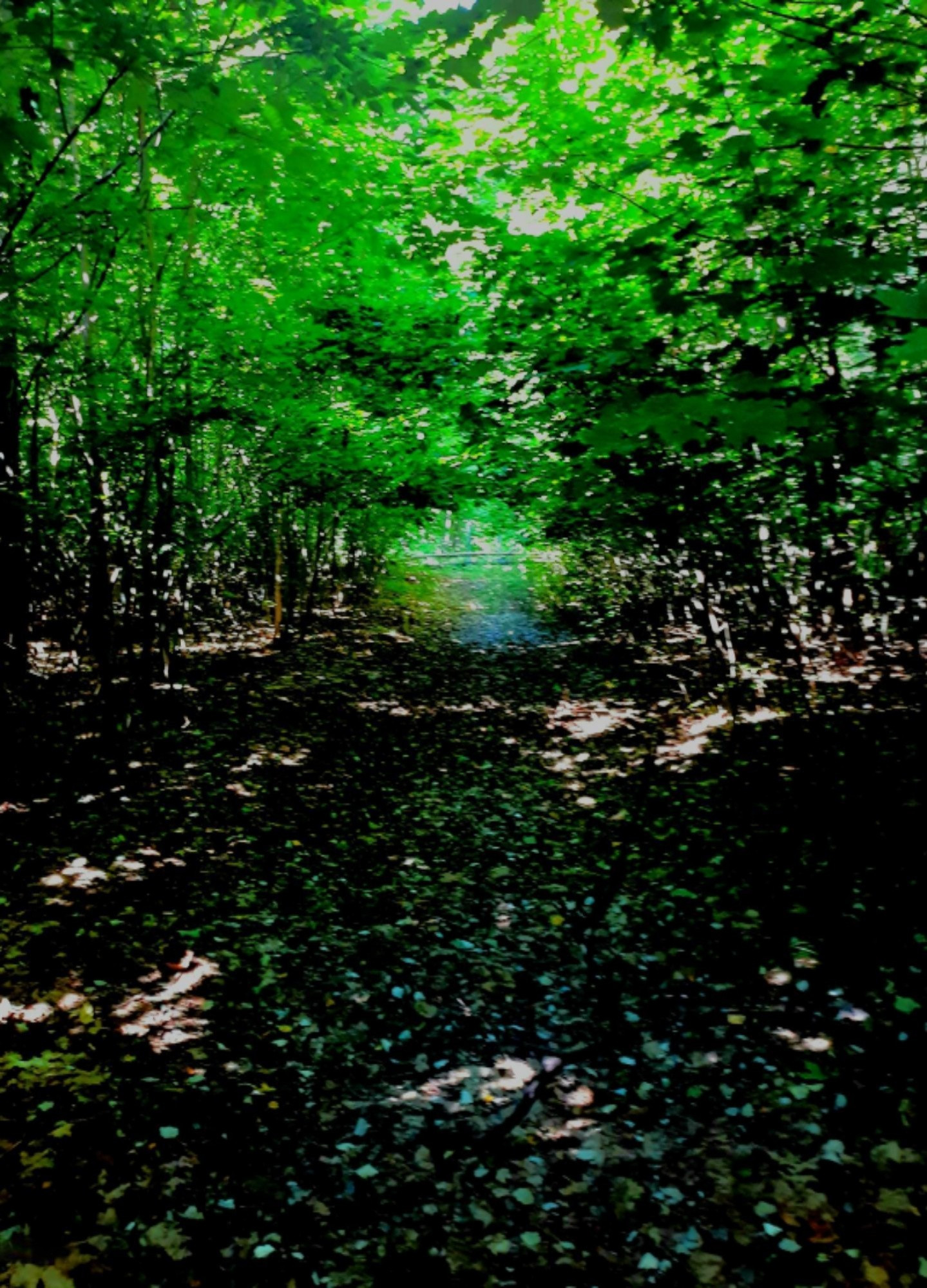 30-acres Spruce Ridge Road Bear Lake, MI 49614 - Photo 23 of 42 Majic