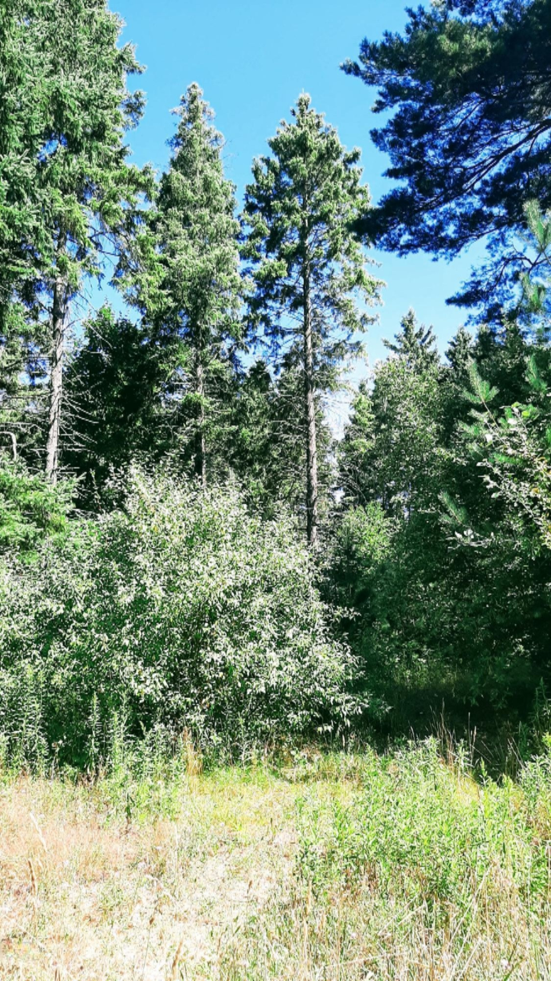 30-acres Spruce Ridge Road Bear Lake, MI 49614 - Photo 29 of 42 20200817_115444