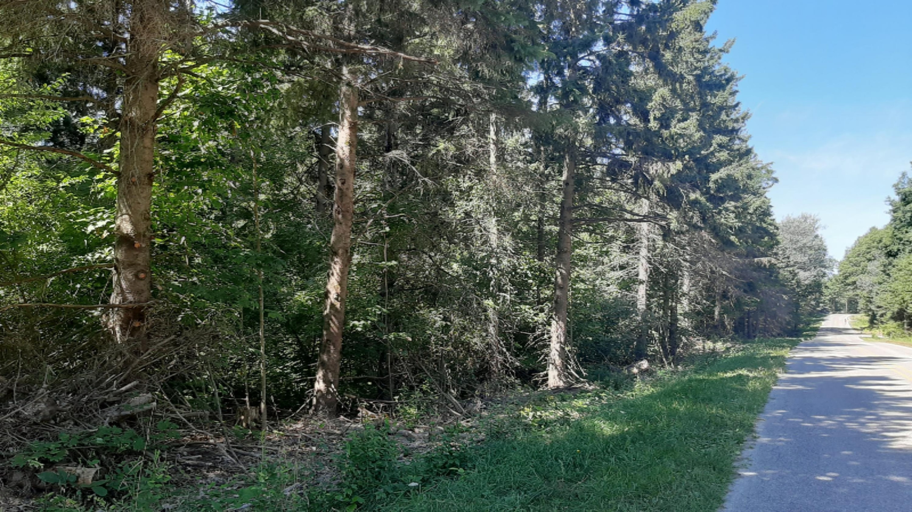 30-acres Spruce Ridge Road Bear Lake, MI 49614 - Photo 31 of 42 20200817_115607