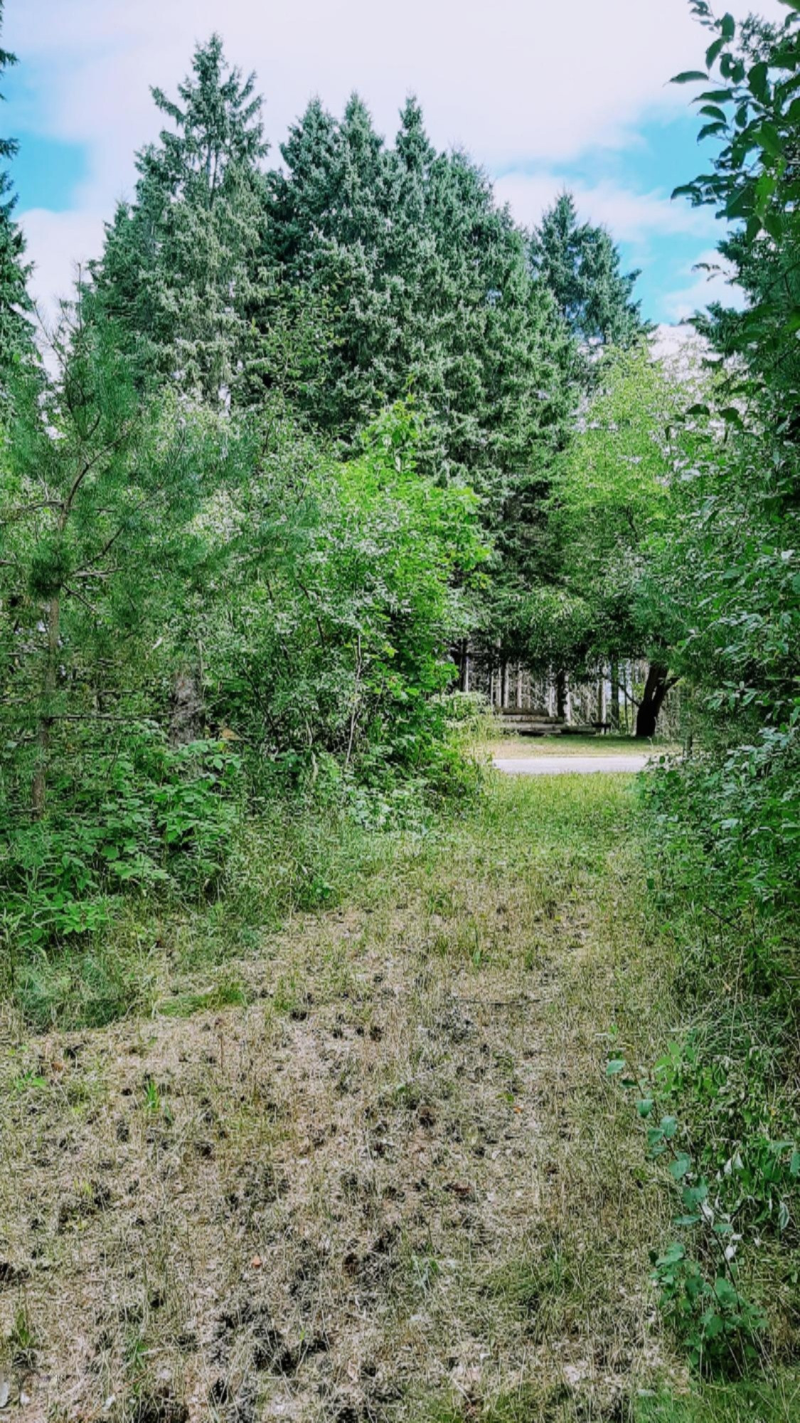 30-acres Spruce Ridge Road Bear Lake, MI 49614 - Photo 5 of 42 From Road to Clear Site