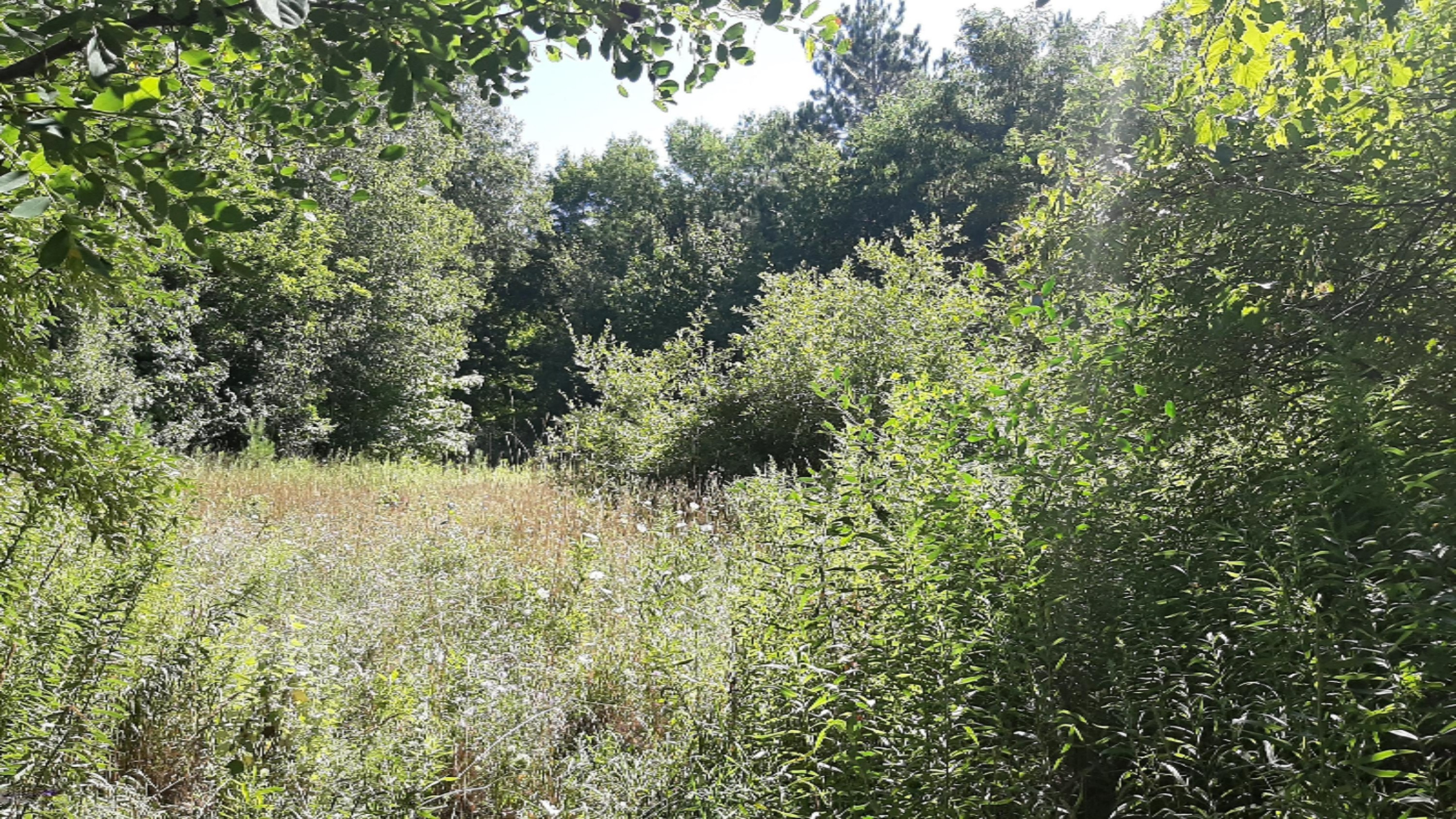 30-acres Spruce Ridge Road Bear Lake, MI 49614 - Photo 10 of 42 Privacy